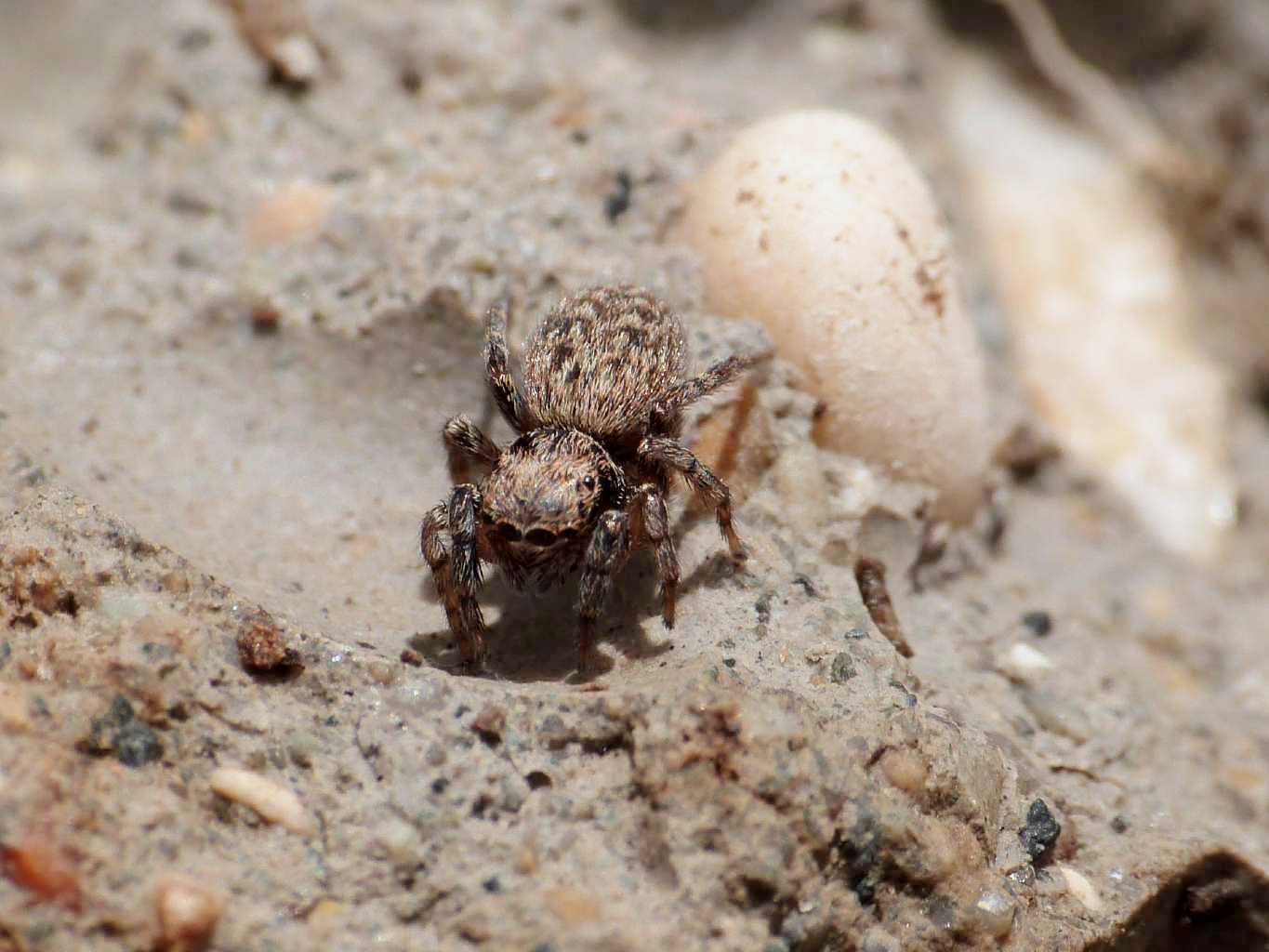 Euophrys rufibarbipes - Fregene (RM)